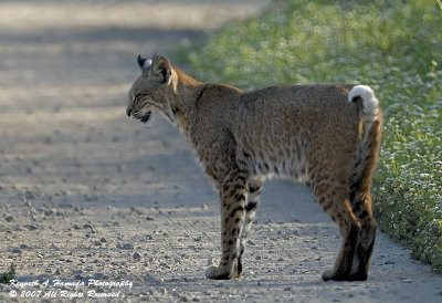 Bobcat 020.jpg