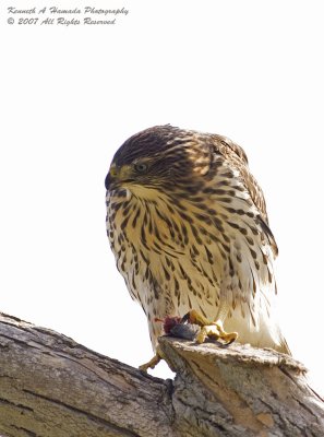 Coopers Hawk Feeding 001.jpg