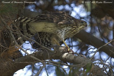 Coopers Hawk Feeding 002.jpg