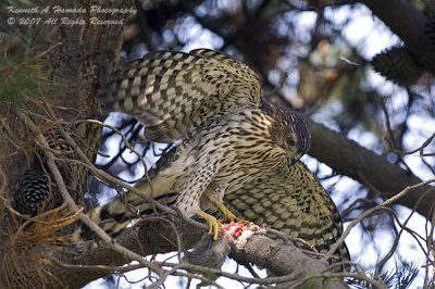 Coopers Hawk Feeding 005.jpg