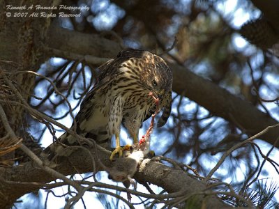 Coopers Hawk Feeding 007.jpg