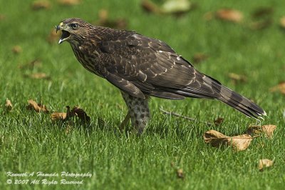 Coopers Hawk Feeding 010.jpg