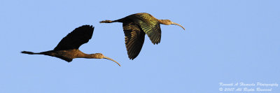 Ibis 048.jpg