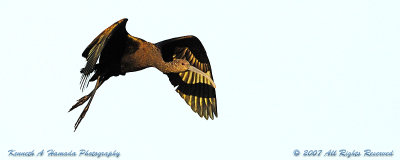 Ibis 049.jpg