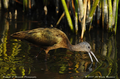 Ibis 052.jpg