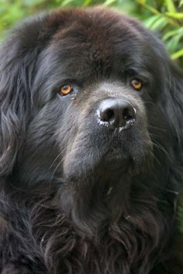 OZ, The Newfoundland