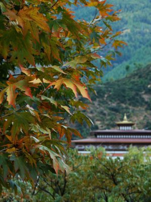 Autumn colours