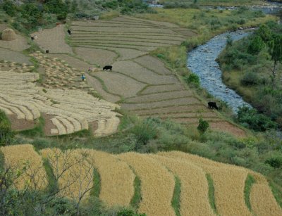 Farming in Bhutan