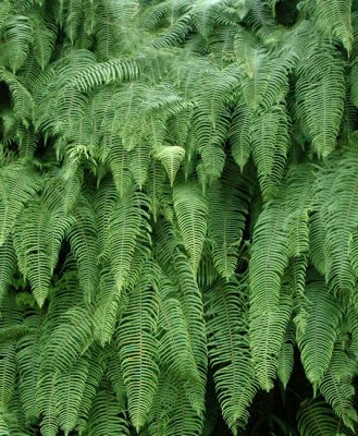 Dramatic giant ferns