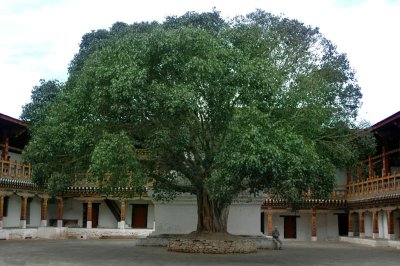Serenity at Punakha dzong