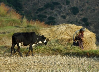 Walking the cow