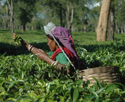 Images of N.E.India