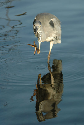 Stalking its prey