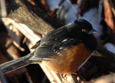 Fat boy in the winter sun