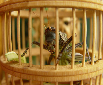 Cricket in the cage