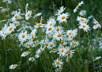 Freshness of summer flowers