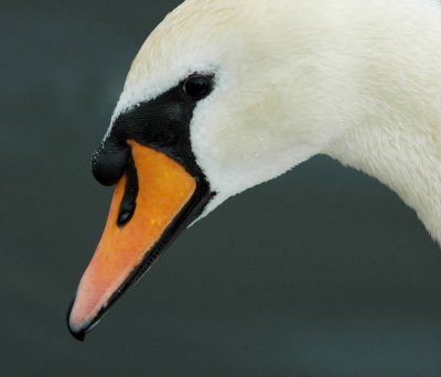 Head of beauty