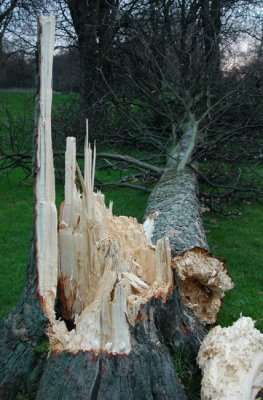 Victim of high winds