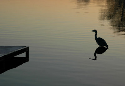 Alert at sunset