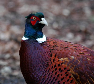 The only pheasant in the Park