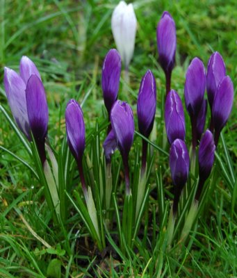 Deep purple