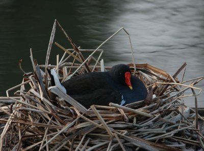Little moorhens on the way