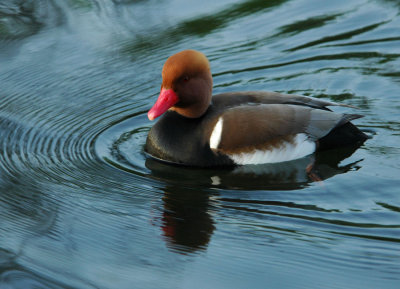 Pochard in circles