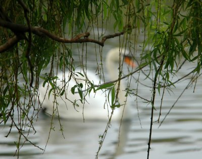 Through the willows