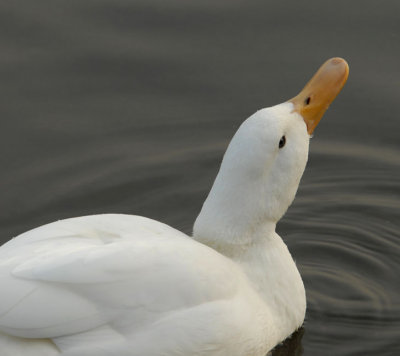 Only white duck in park