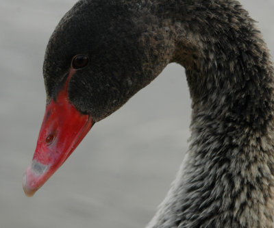 Only black swan in park