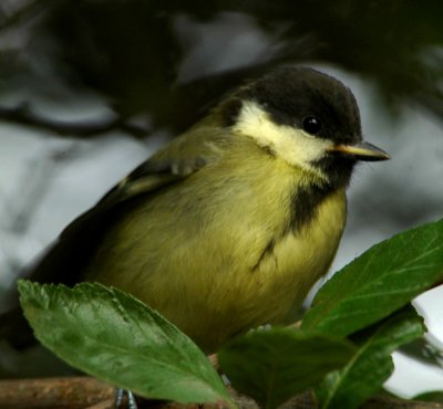 Stocky great tit