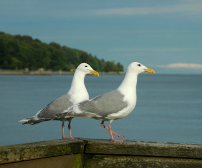 Mr and Mrs Gull