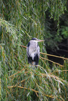 Heron in the willows
