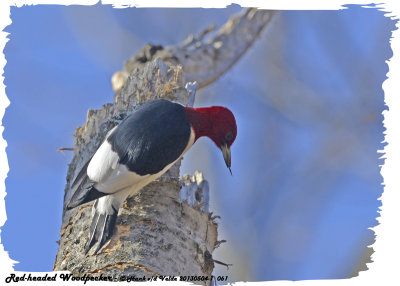20130504-1 061 Red-headed Woodpecker.jpg