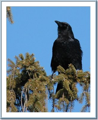 crows & ravens