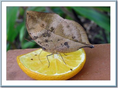 02 22 2007 - P1010279 Leafwing.jpg