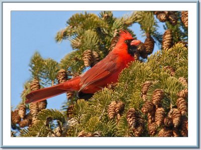 03 03 2007 - 0012  Northern Cardinal