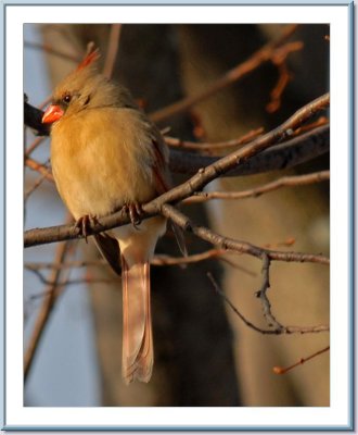 03 11 2007 - 0017 Northern Cardinal