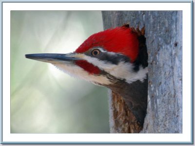 04 21 2005 - 005 Pileated Woodpecker