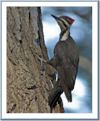 05 08 2005 - 0001 Pileated Woodpecker