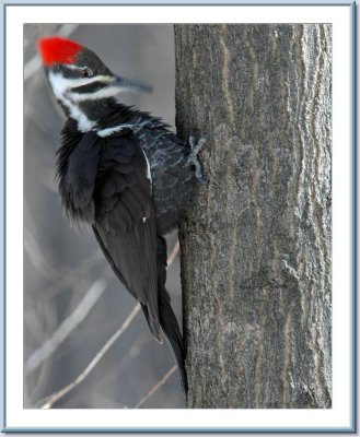 03 29 2005 - 0005 Pileated Woodpecker