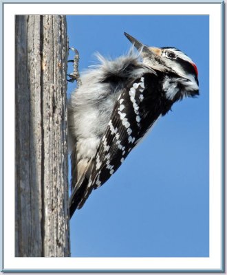 03 18 2007 - 0119 Hairy Woodpecker