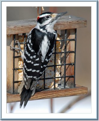 03 18 2007 - 0132 Hairy Woodpecker