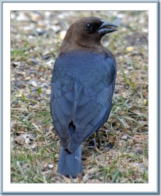 03 30 2007 - 002  Brown-headed Cowbird