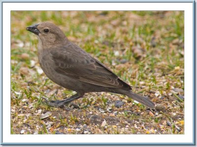 03 30 2007 - 004 Brown-headed Cowbird