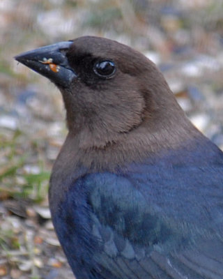 20070330 006 Brown-headed Cowbird