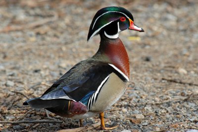 20070405 030 Wood Duck (male)