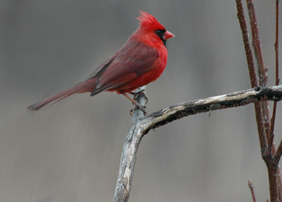 20070413 005 Cardinal (Side View)
