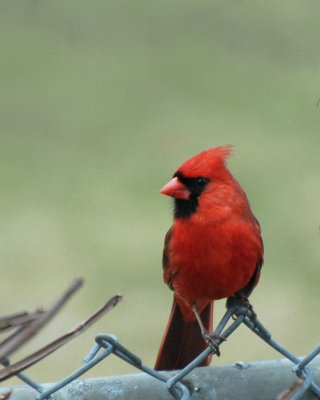 20070413-2 008 Cardinal (Front View)