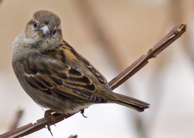 DSC_0028 House Sparrow